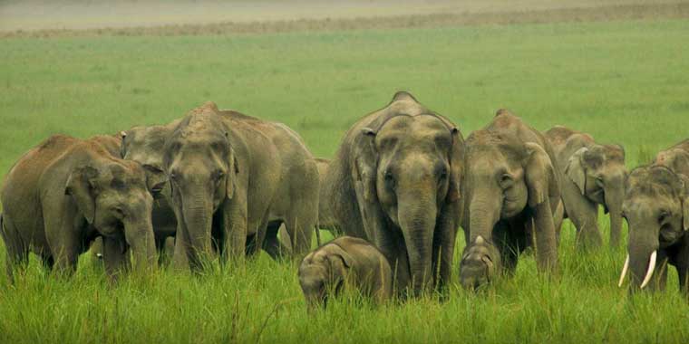 Jim Corbett National Park